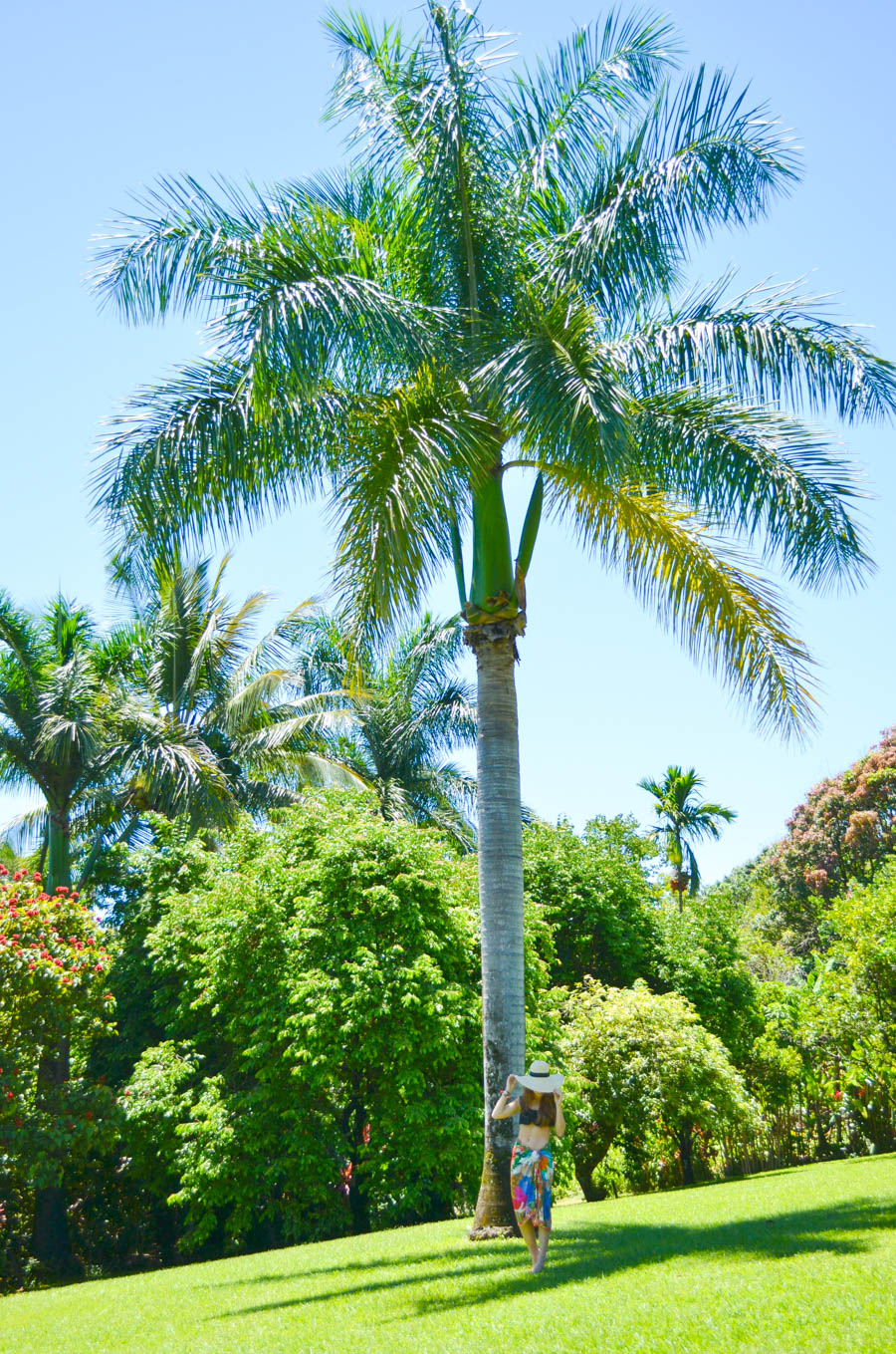 hana palm tree